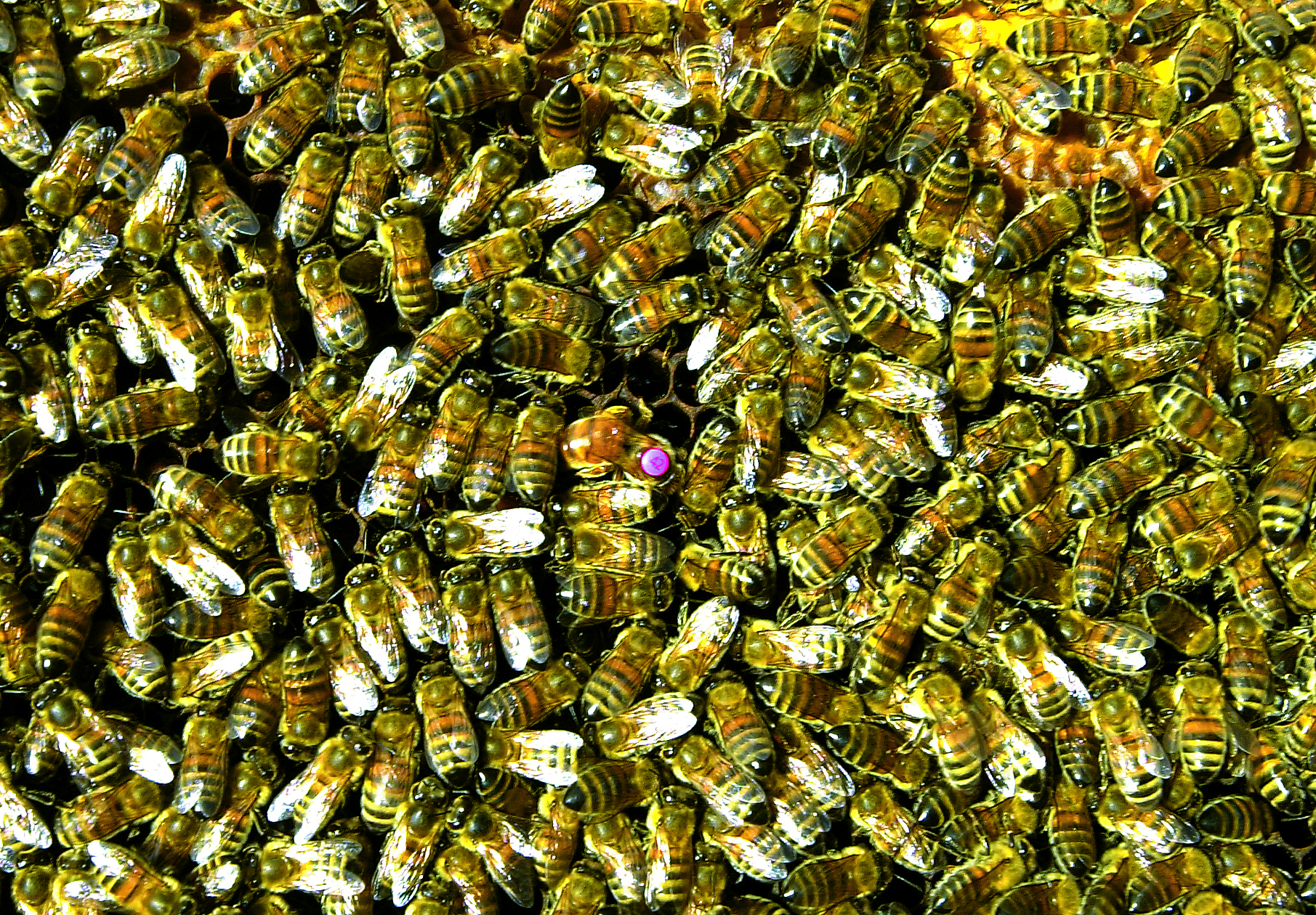 Centenars d'abelles dins una caera. (Foto: Pep Vicens)