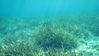 Técnics de Tunísia visiten Mallorca per intercanviar coneixements sobre la gestió dels escosistemes marins balears