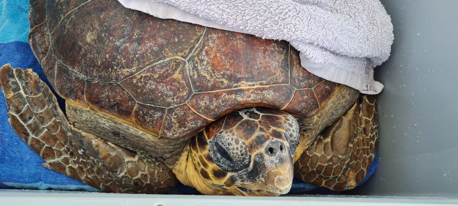 El 75% de les tortugues que s'han rescatat enguany estaven emmallades amb plàstics