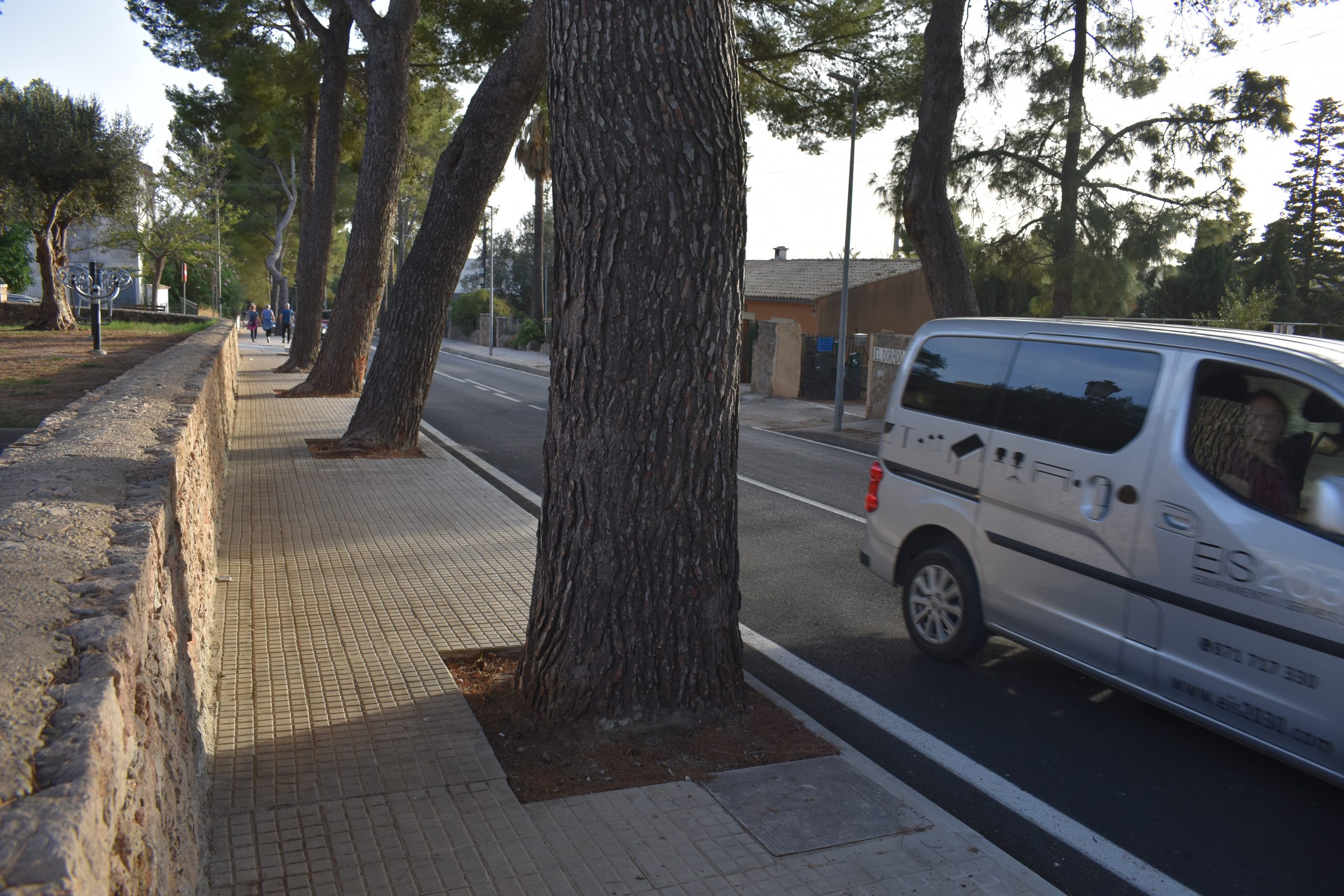 Bunyola avalua l'estat de salut dels pins de l'entrada al poble des de Santa Maria