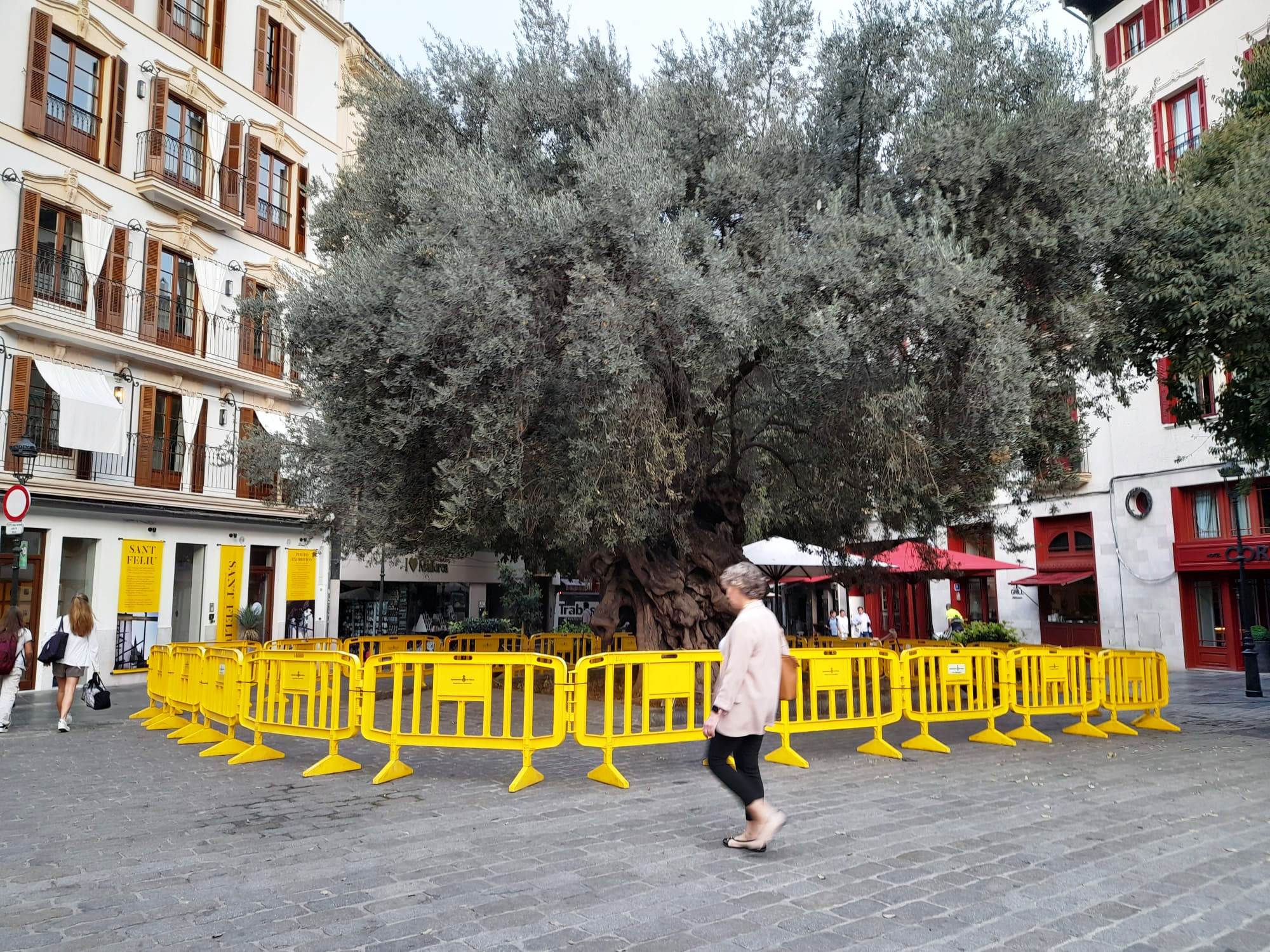 L'olivera de Cort es protegirà amb una reixa al seu voltant