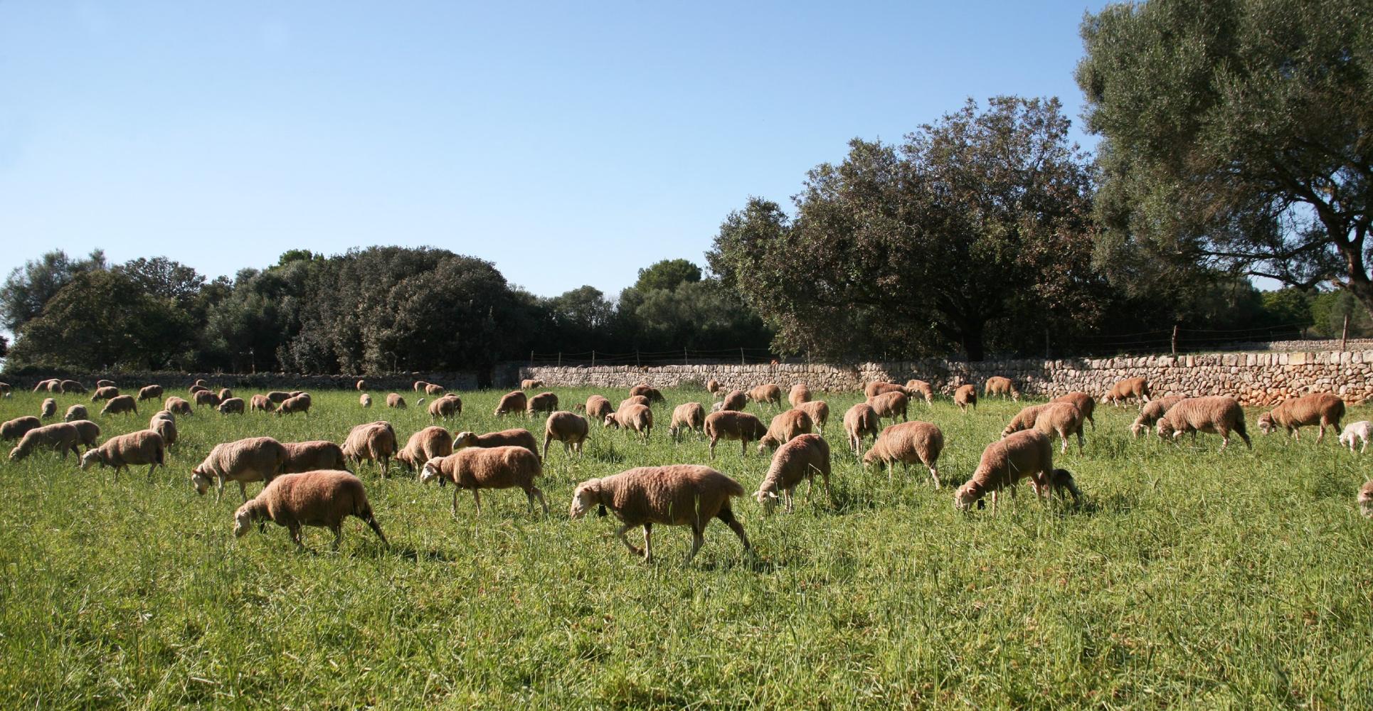 El FOGAIBA abona més de 2 milions d’euros en ajudes al sector primari i agroalimentari durant l’octubre