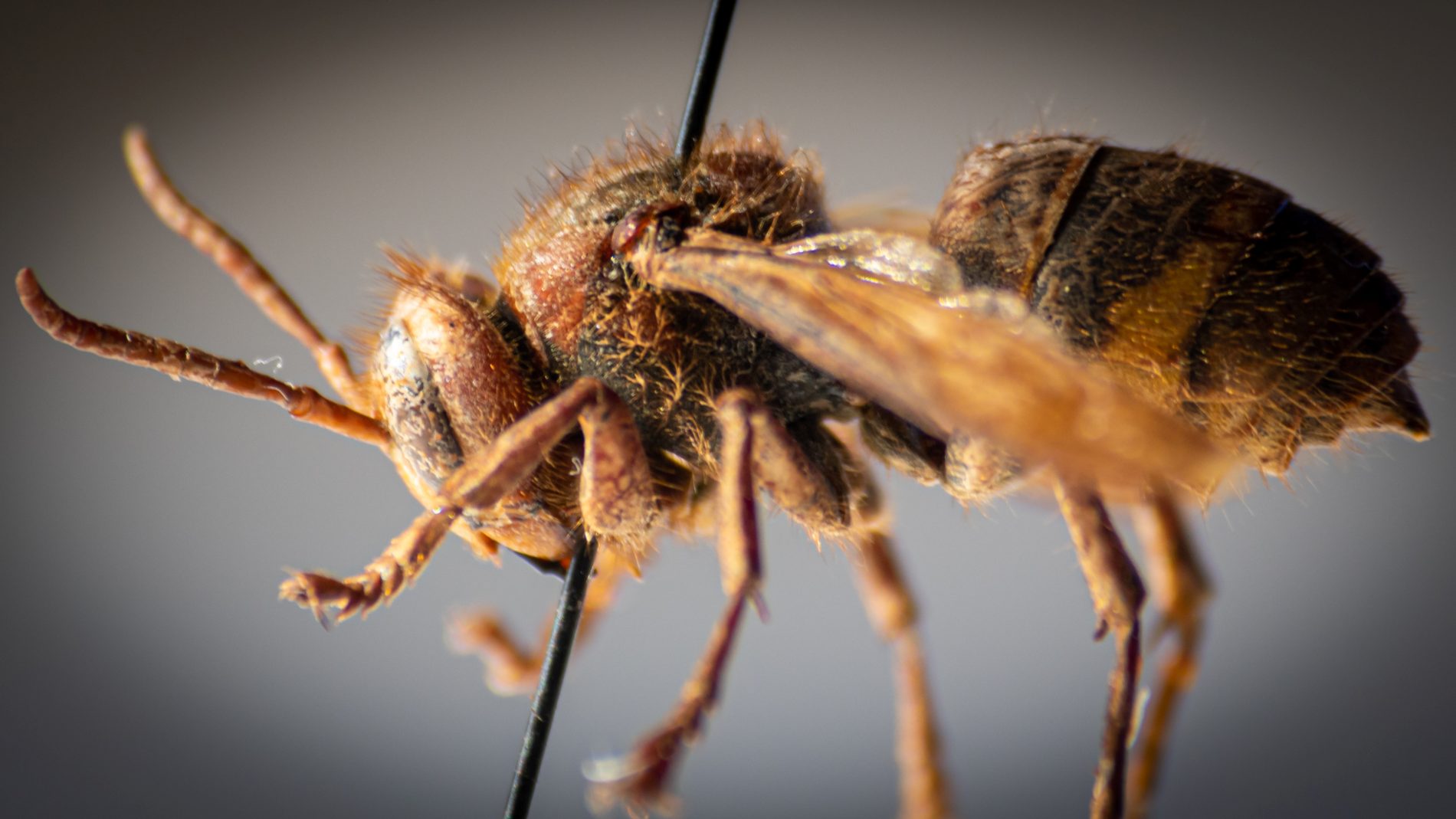 La UIB constata l'arribada a Mallorca de la vespa carnissera, una amenaça per a les abelles