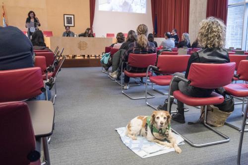Els drets dels cans, moixos, cavalls i altres animals a debat a Menorca amb una dotzena d'especialistes