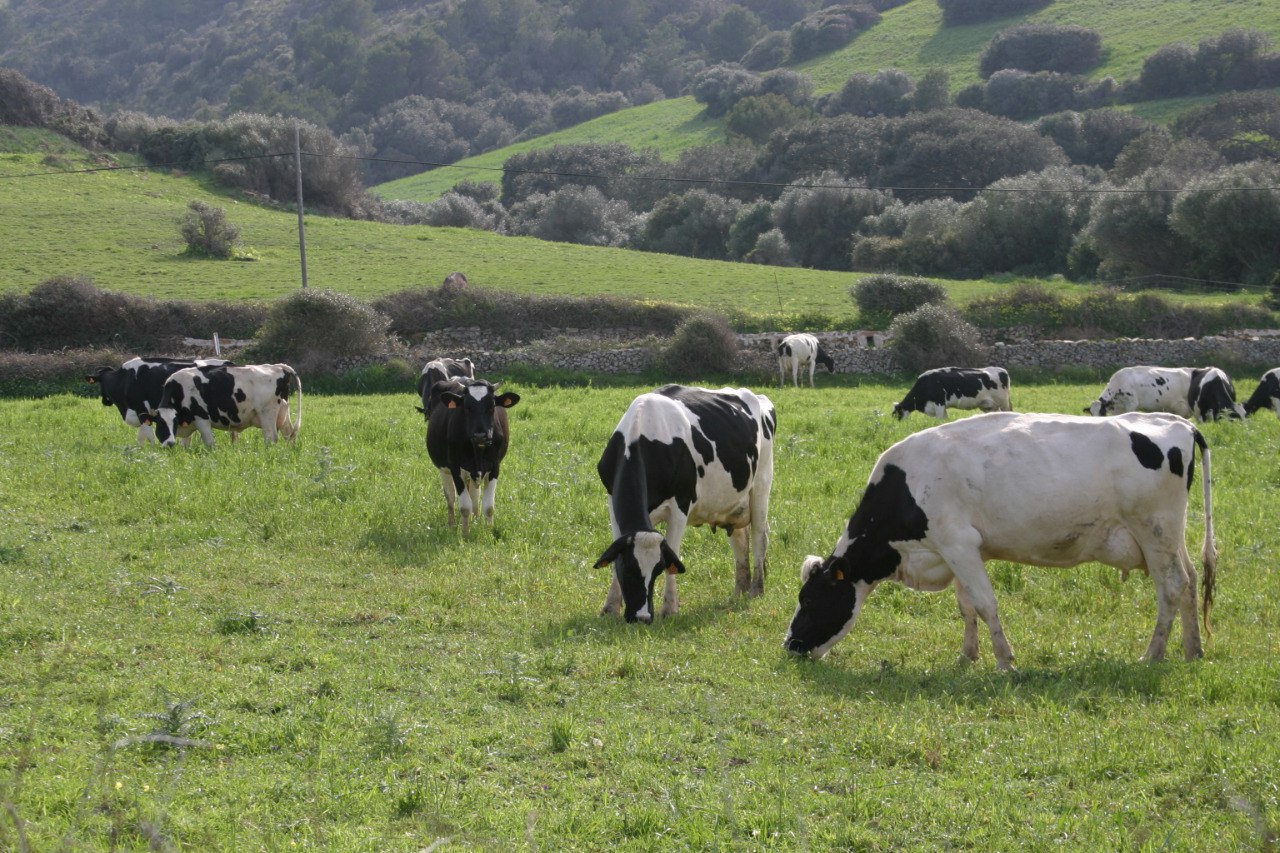 El Govern relaxa els controls sobre el ramat després que les Balears passin a ser zona lliure de tuberculosi bovina