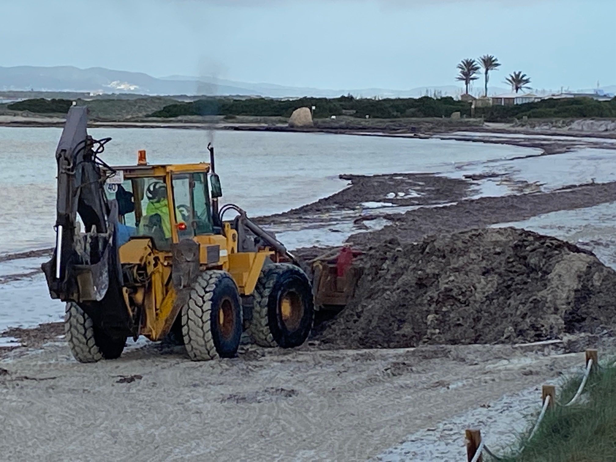 Formentera torna a l'aigua les restes de posidònia que es varen retirar a l'estiu