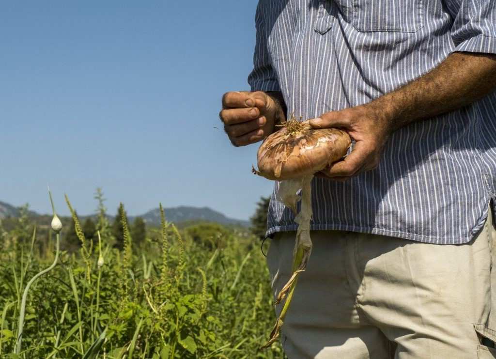 La Xarxa de Pagesos Ecològics demana que les administracions locals revitalitzin l'agricultura