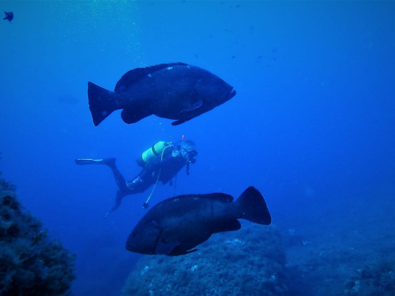El peix multiplica per 7 la seva presència a l'entorn de la Reserva Marina de la Dragonera