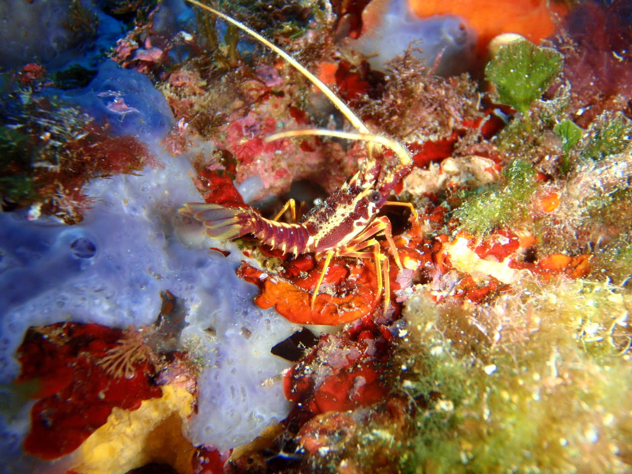 Una autopista marina duu meduses i llagostes de Mònaco fins a la costa balear