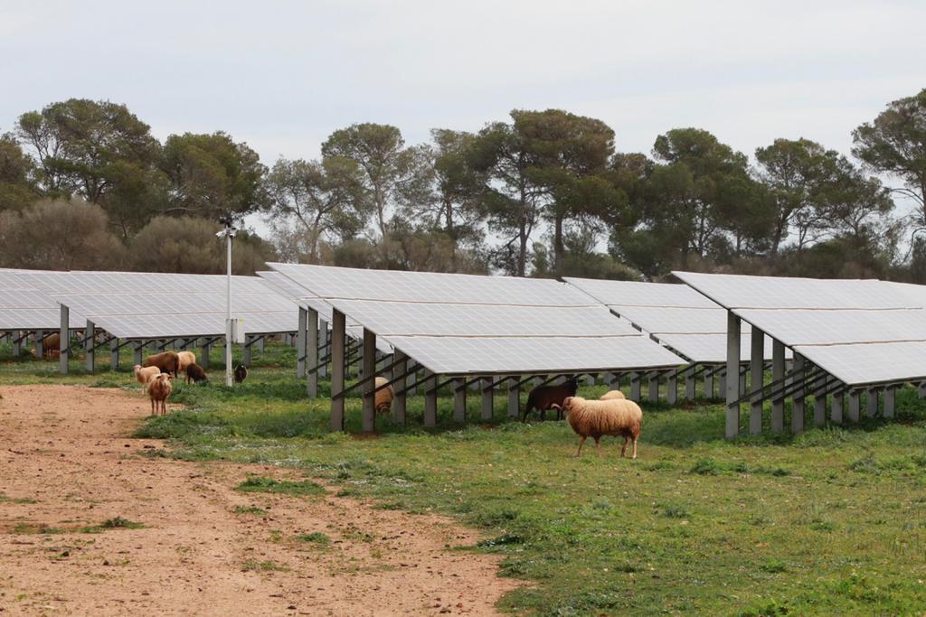 Armengol posa el parc agrovoltaic de Sa Caseta com a exemple de convivència de ramaderia i plaques solars