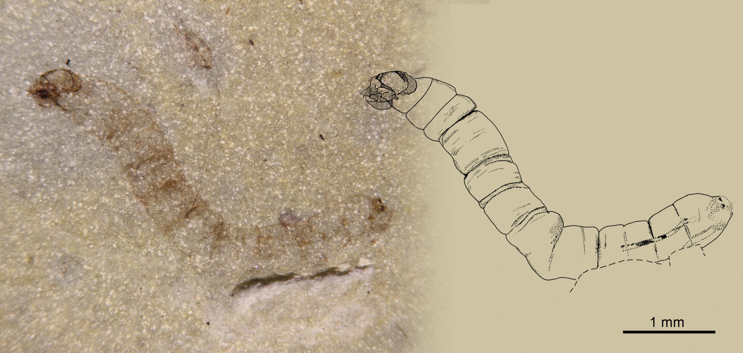 Troballa científica a Estellencs: el fòssil de mosquit més antic del planeta, anterior als dinosaures