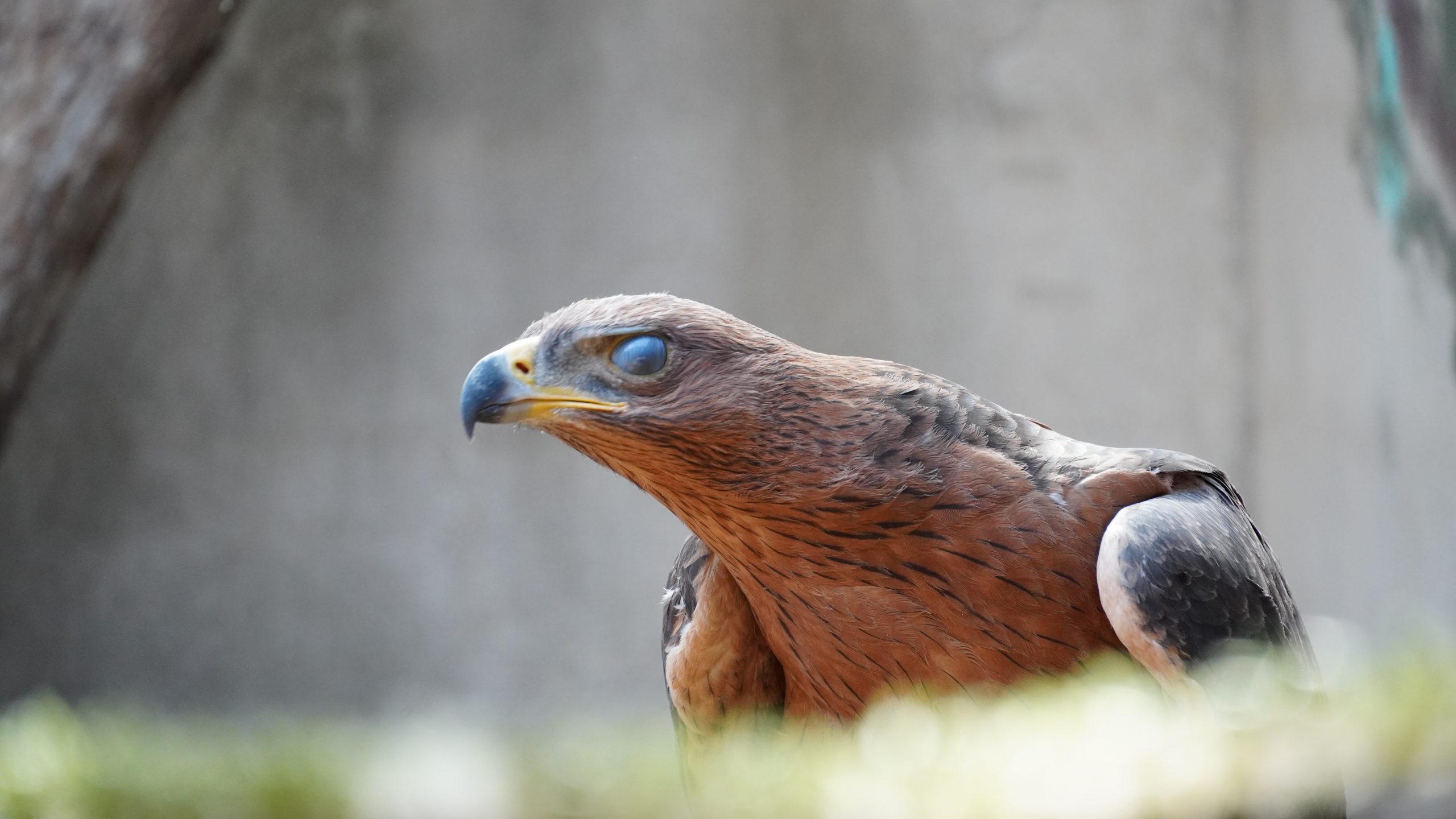 Els Next Generation reserven 860.000 euros per evitar que milanes o falcons morin electrocutats