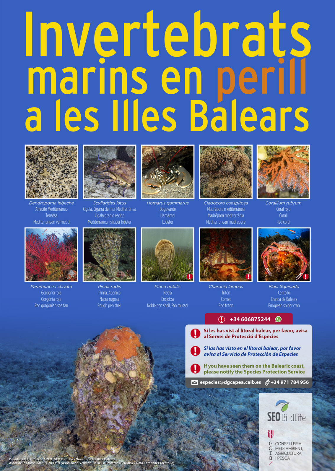 Una crida per a la localització d'invertebrats marins amenaçats