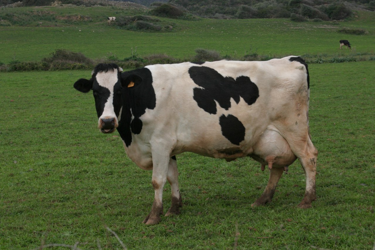 Més informació sobre la quantitat i la qualitat de la llet dels 11.000 caps de bestiar balears