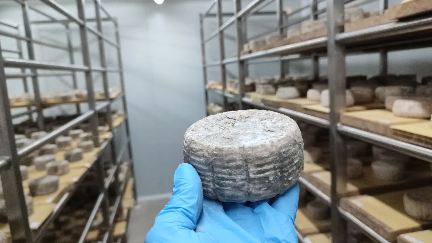El formatge amb garrova de Sa Cabreta, premi APAEMA al Producte Eco de l'Any