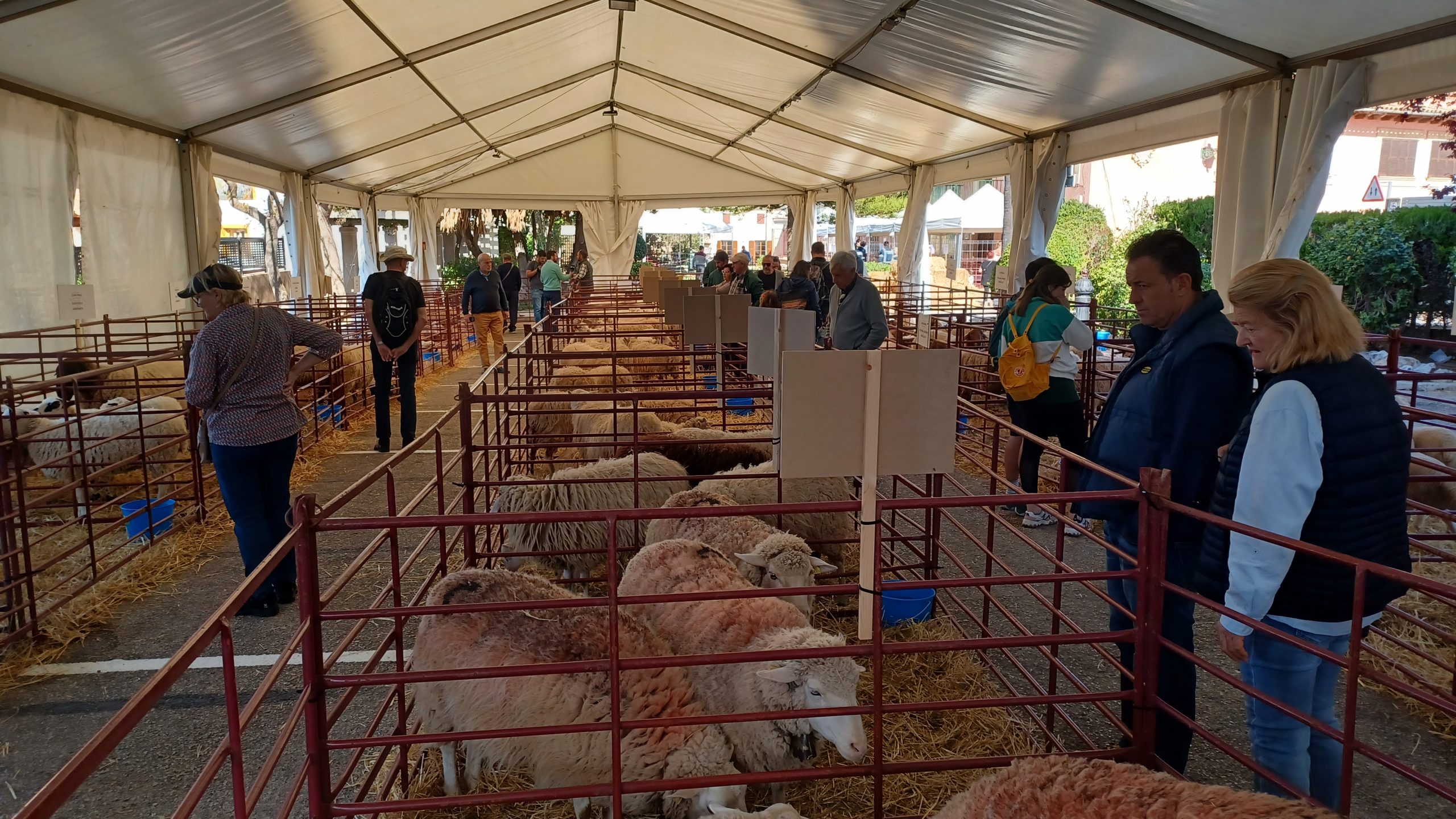 Calvià concentra els millors ramats d'ovelles i cabres en la seva Fira