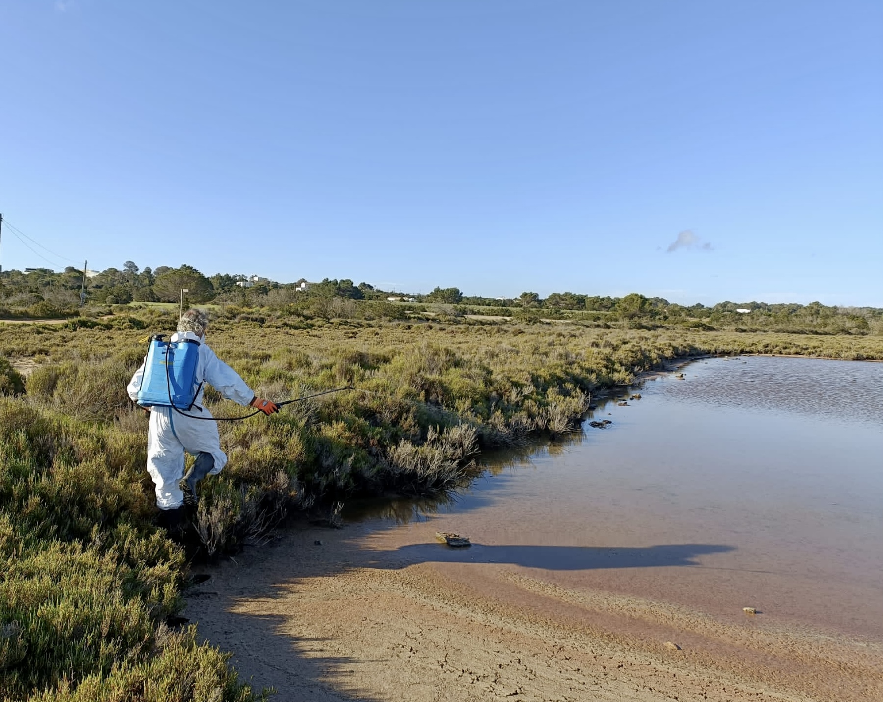 Formentera declara la guerra als moscards a les zones humides