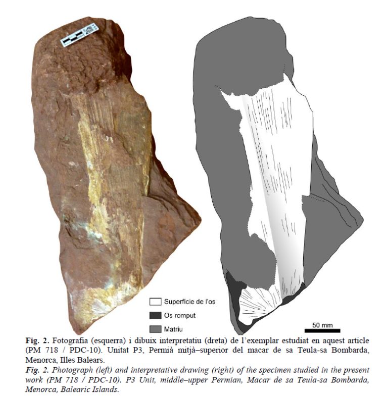 A anàlisi un fòssil del Permià trobat a Menorca: avantpassat dels mamífers o dels rèptils
