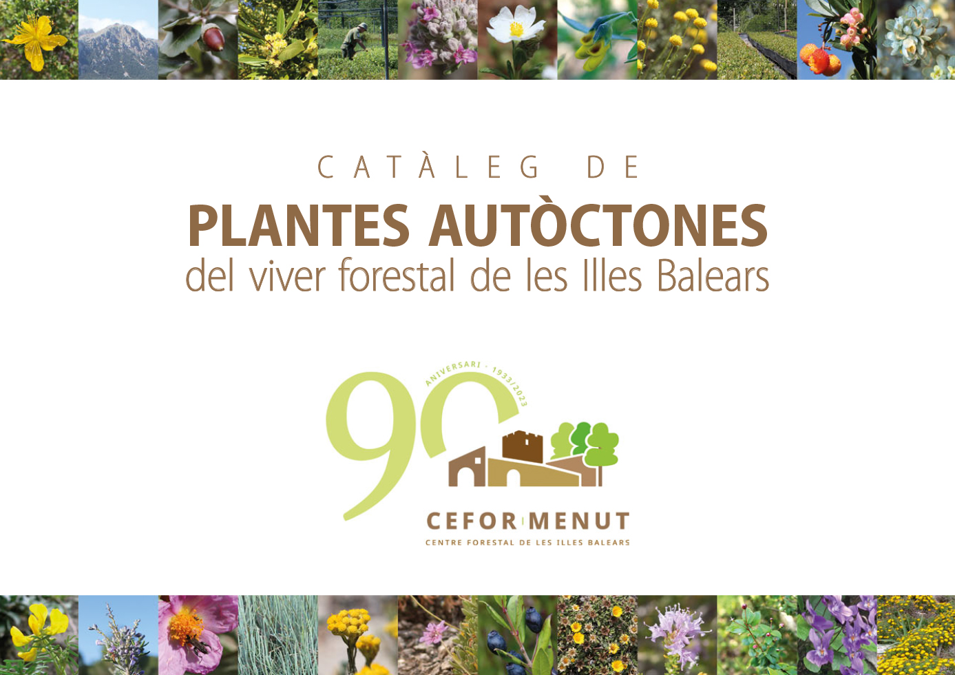 Un catàleg recull les 112 plantes autòctones més idònies per a la jardineria perquè consumeixen poca aigua