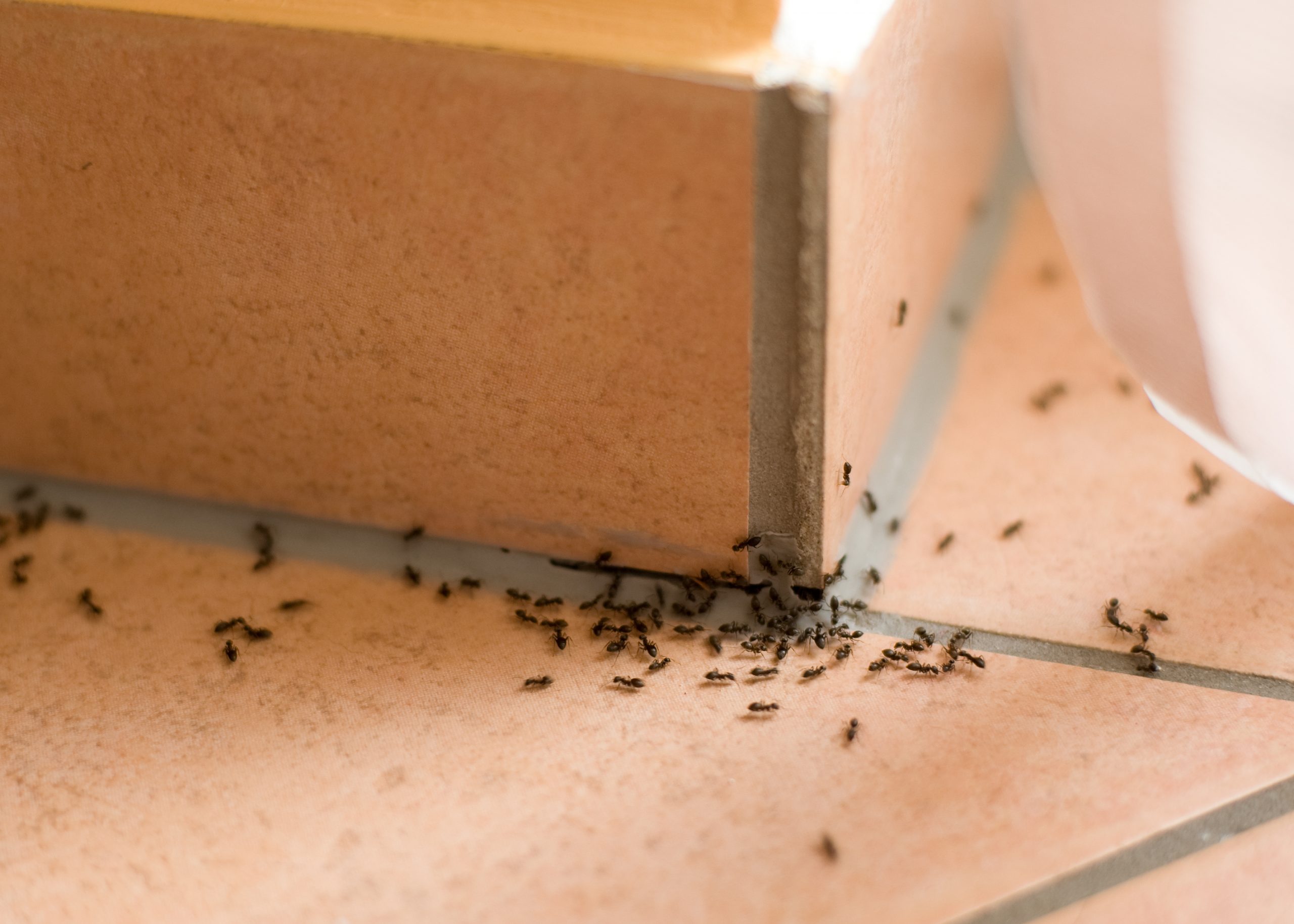 Sis mesures per evitar formigues a casa aquest estiu