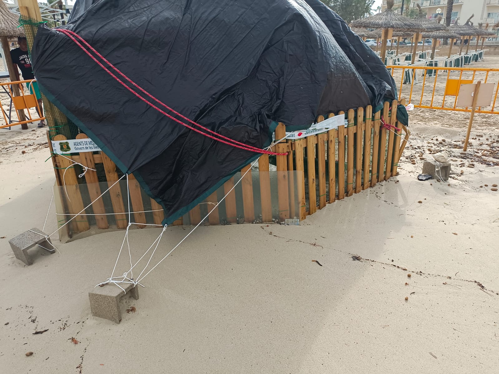 El Govern retira el niu de tortuga marina de Cala Millor perquè el temporal no el malmeti