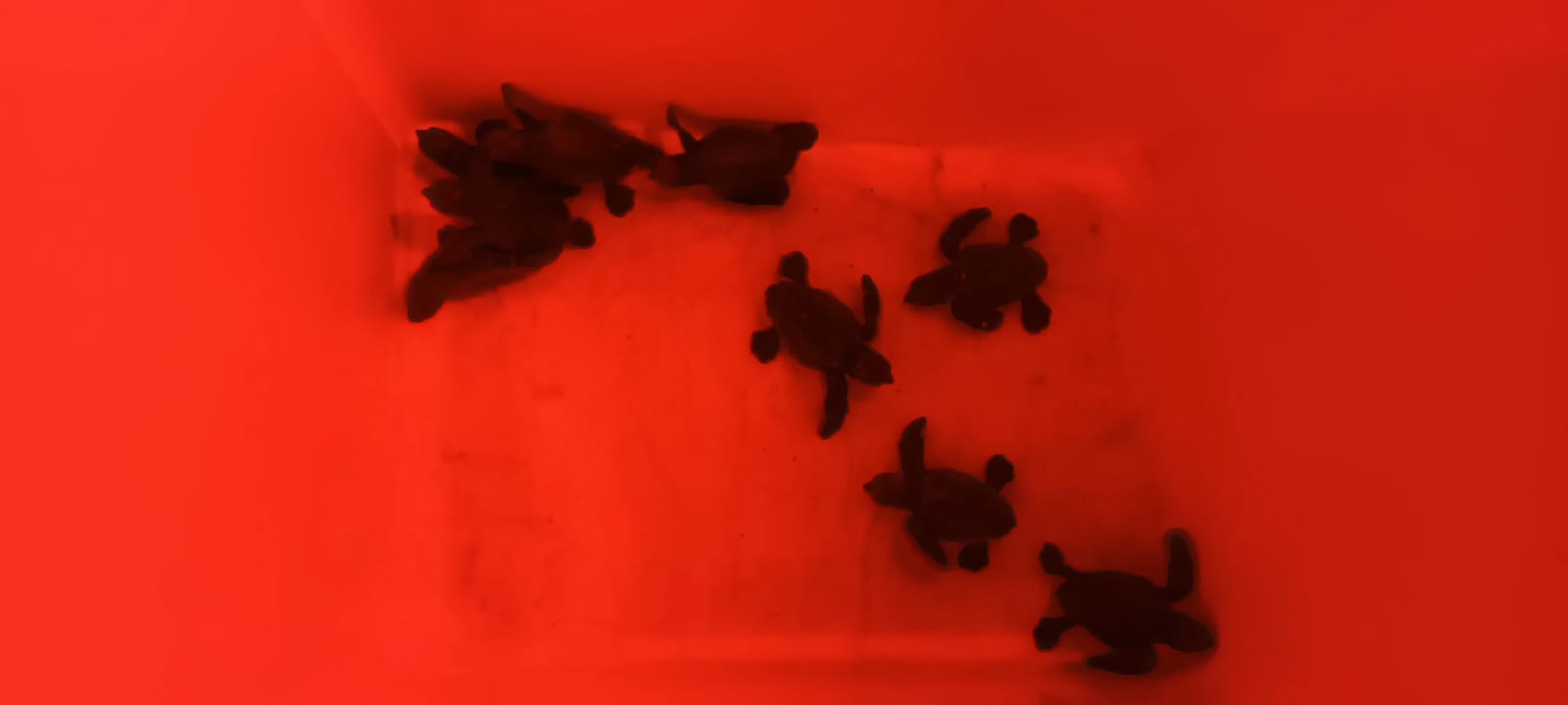 Neixen les primeres tortugues marines del niu de la platja de Can Pere Antoni de Palma