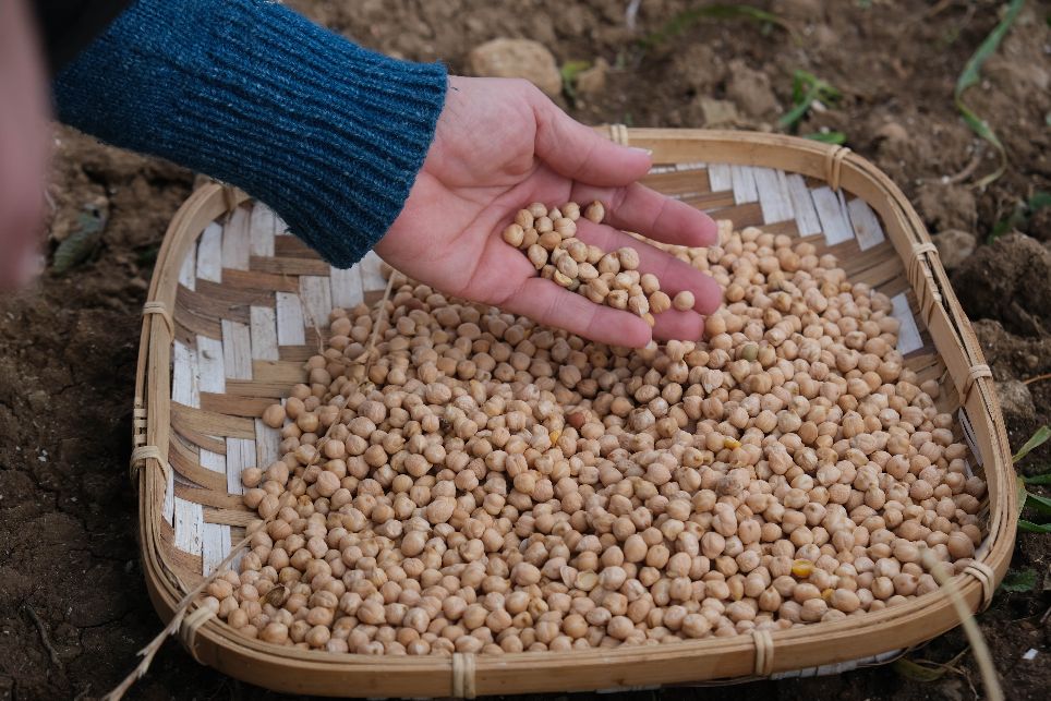El cultiu de ciuró mallorquí, en risc de desaparèixer pels efectes del canvi climàtic
