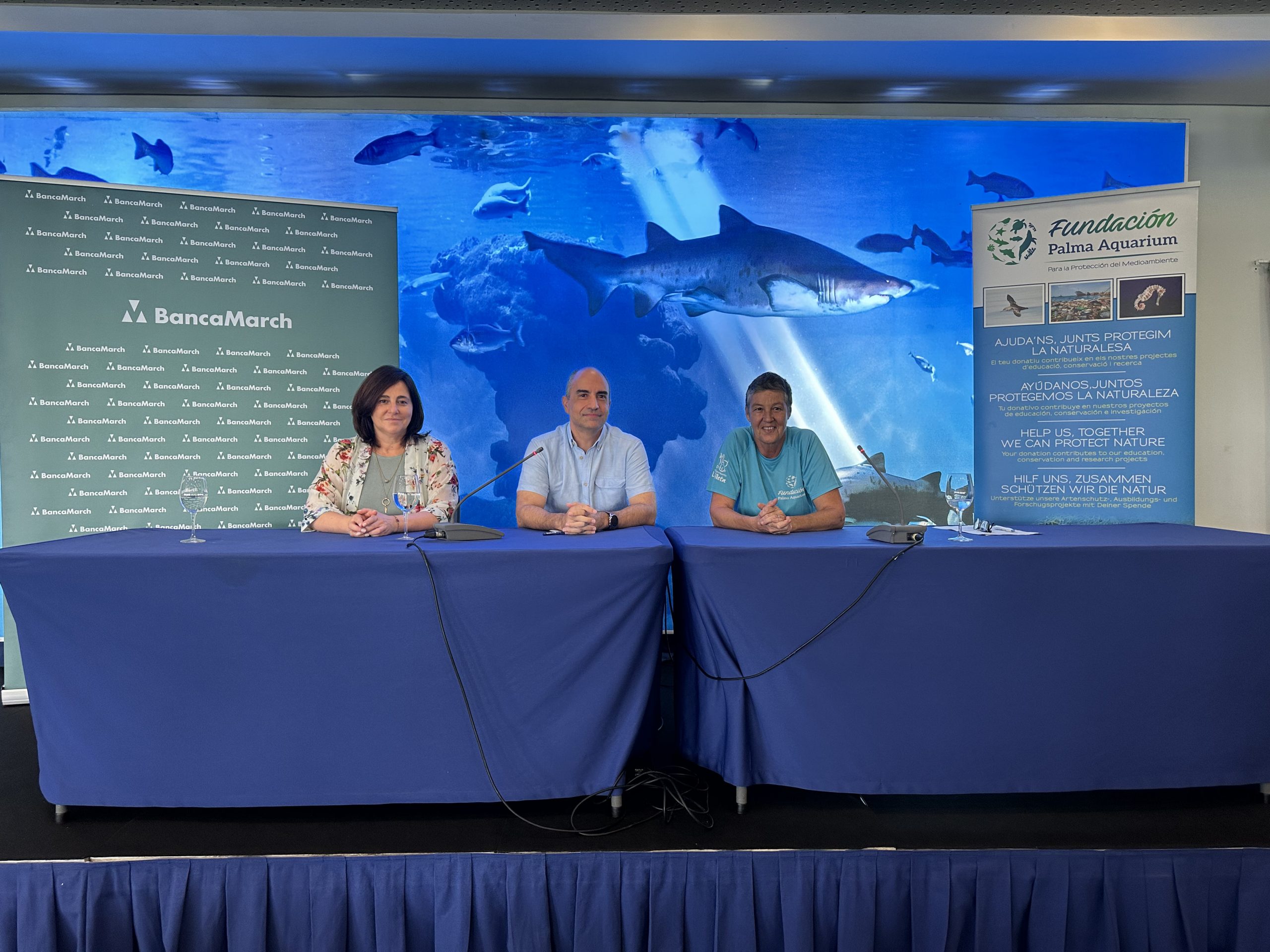 En marxa un projecte al Palma Aquarium per augmentar la població dels cavallets de mar