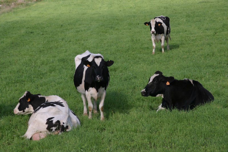 Vaques amb geolocalitzador per als pastors del segle XXI