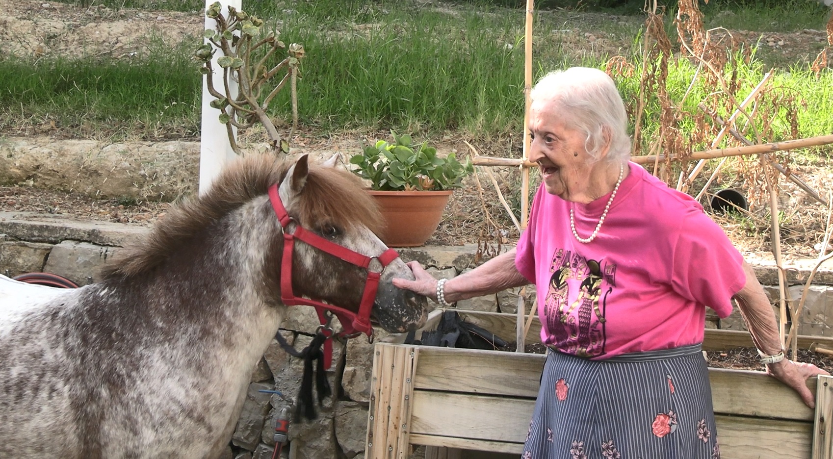 Els cavalls entren dos dies a la setmana a la residència d'ancians de Calvià
