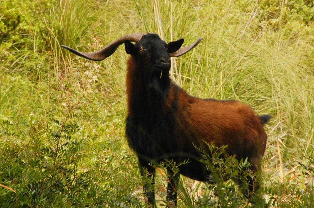 El Consell proposa l'augment de la caça de les cabres per evitar la seva elevada densitat a la Tramuntana