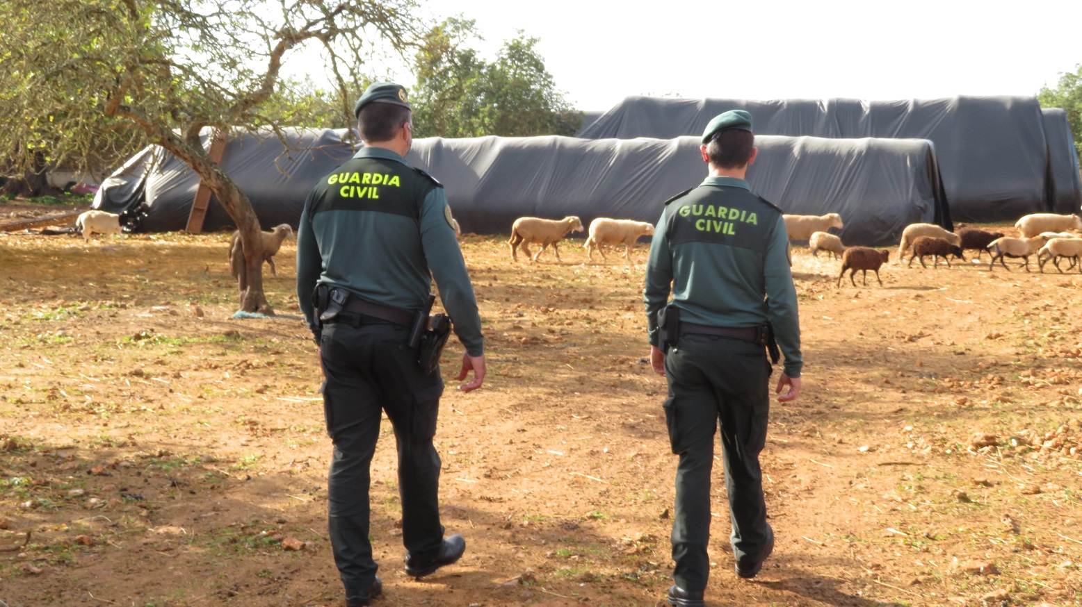 Investiguen els responsables d'una finca de Ciutadella després de localitzar-hi 28 vaques mortes i animals en estat d'abandonament