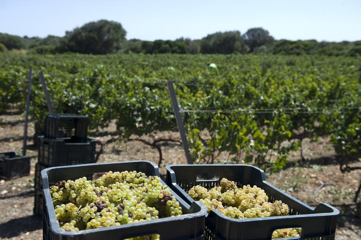 Menorca bat el seu rècord de producció de Vi de la Terra amb un augment del 46%