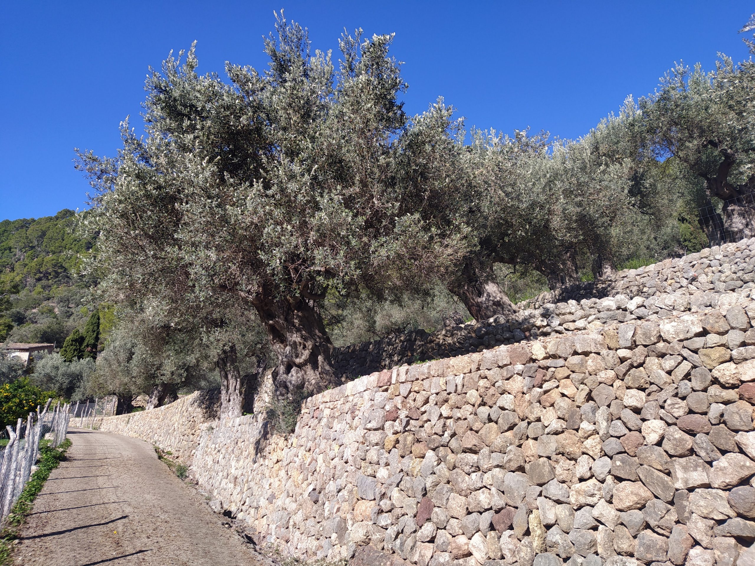 Els olivars de Mallorca han tancat una temporada excepcional, amb una producció històrica d’oliva, que els ha permès elaborar milers de litres d’oli en un moment que, precisament, aquest producte ha tocat sostre en el mercat espanyol, amb preus tan elevats que no s’havien vist mai fins ara. Després d’haver fet el càlcul oportú, els olivars adscrits a la Denominació d’Origen Oli de Mallorca han collit una xifra rècord de 6.052.758 quilograms d’oliva, que s’han convertit en 915.319 litres d’oli verjo, amb la garantia de qualitat que proporciona aquest segell. El president d’Oli de Mallorca, Joan Mayol, ha confirmat que es tracta de la producció més elevada en les poc més de dues dècades d’existència de la Denominació d’Origen. “Aquesta temporada hem aconseguit superar les xifres de l’anyada de 2017 i 2018, que varen ser de 5.367.000 quilograms d’oliva i 913.000 litres d’oli”. Mayol ha comentat que el producte ha tengut un rendiment inferior al d’anteriors temporades, però ha qualificat la collita d’excel·lent. Tot i així, s’han batut rècords tant en oliva collida com en oli exprimit, recalca. La meteorologia, a favor Tot això, diu, ha estat possible gràcies a l’ajuda de diversos factors meteorològics. La tempesta Juliette, del febrer de 2023, va ser una injecció molt important d’aigua per a les oliveres, malgrat que en alguns olivars sí que va causar destrosses. Després va arribar una primavera que no va destacar per ser calorosa, un factor que va propiciar que la flor aferràs bé i no se’n perdés gaire. Mayol continua enumerant que l’estiu va ser calorós i va espantar la plaga de la mosca, i que els arbres han tengut humitat suficient en els moments que l’han necessitat. “La conjunció de tots aquests factors ens ha anat a favor”, recalca el president de la Denominació d’Origen. En aquest moment més de 1.100 productors de diferents zones de Mallorca formen part d’aquesta Denominació d’Origen. Sumen més de 4.100 hectàrees de terreny on hi conreen, fonamentalment, les varietats d’oliva mallorquina, arbequina i picual, que són les admeses per la normativa de la Denominació d’Origen. També compten amb una quinzena de tafones autoritzades i amb una vintena d’empreses envasadores del producte. Mallorca viu en aquest moment un boom de producció d’oliva, després de la sembra de noves superfícies arran de l’aparició de la Denominació d’Origen. La superfície de conreu està estabilitzada des de l’any 2018, després d’uns anys de ràpid creixement, tot i que no està estancada i continua creixent lleugerament d’any en any. Tot i tenir en compte aquest factor, la temporada que ara es tanca serà de rècord per l’excel·lent càrrega de fruit dels arbres. Aproximadament el 80% d’aquesta producció quedarà per al consum intern a les Illes Balears, mentre que la resta viatjarà fonamentalment a Alemanya.