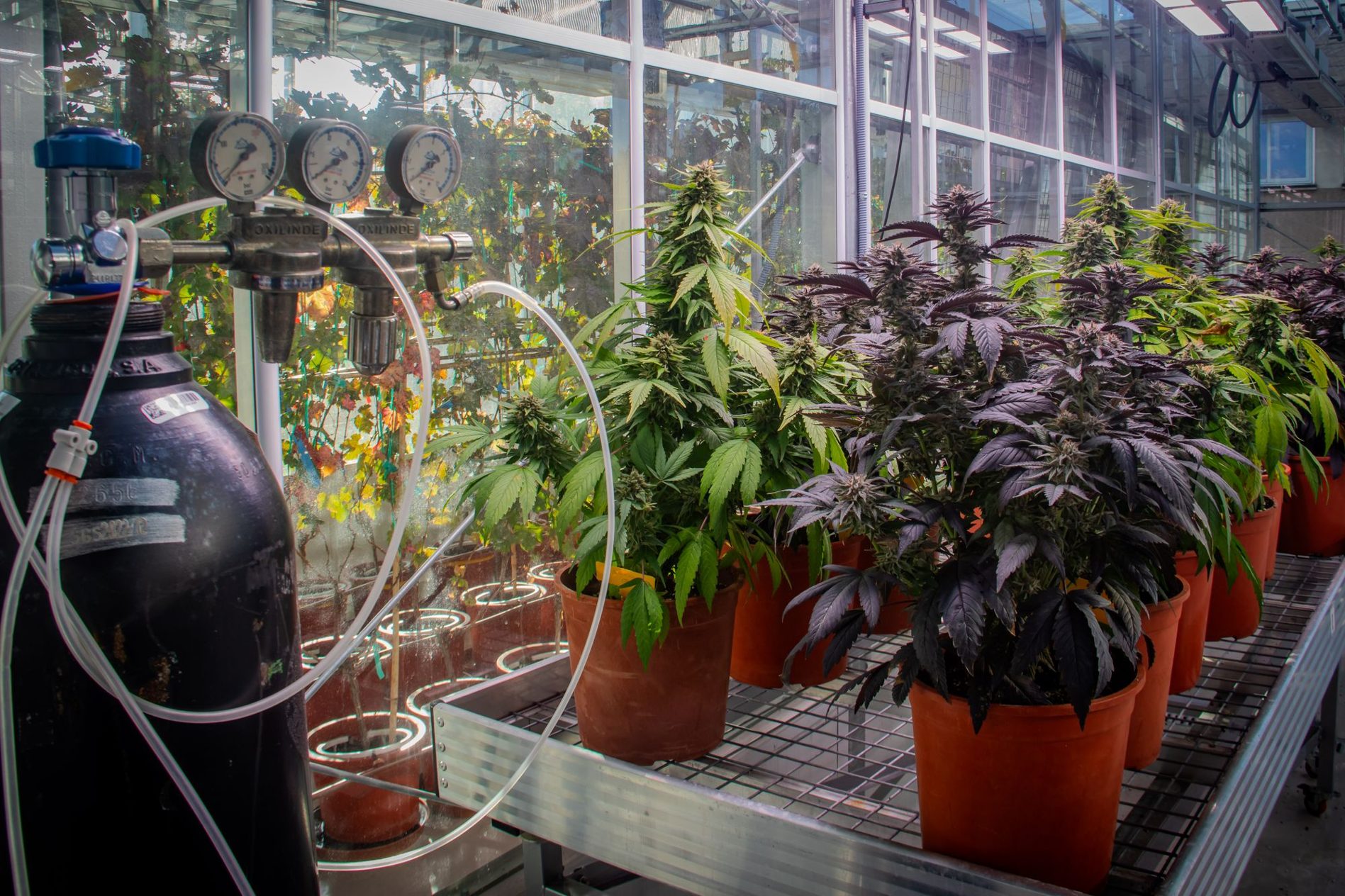 La UIB estudia la millora dels cultius de cànnabis amb finalitats medicinals