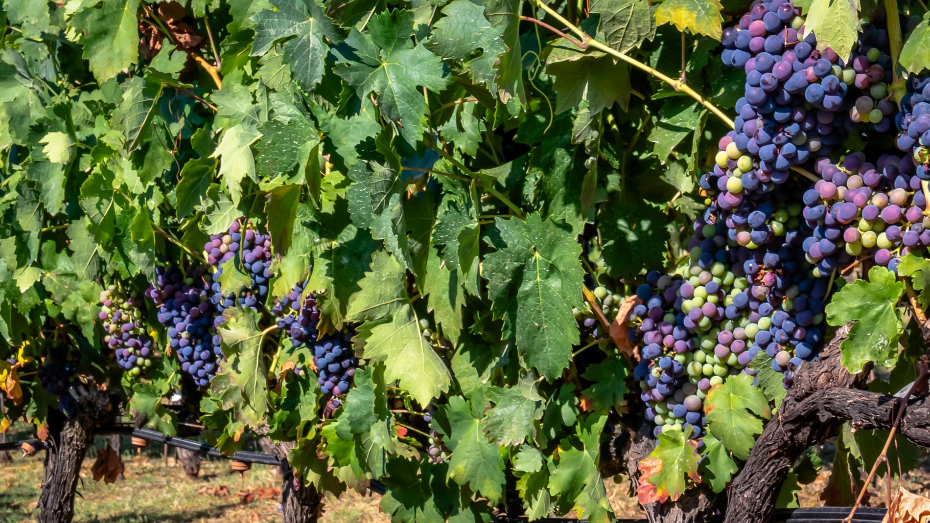 La UIB estudia els canvis per adaptar els vins de la DO Binissalem a situació de canvi climàtic