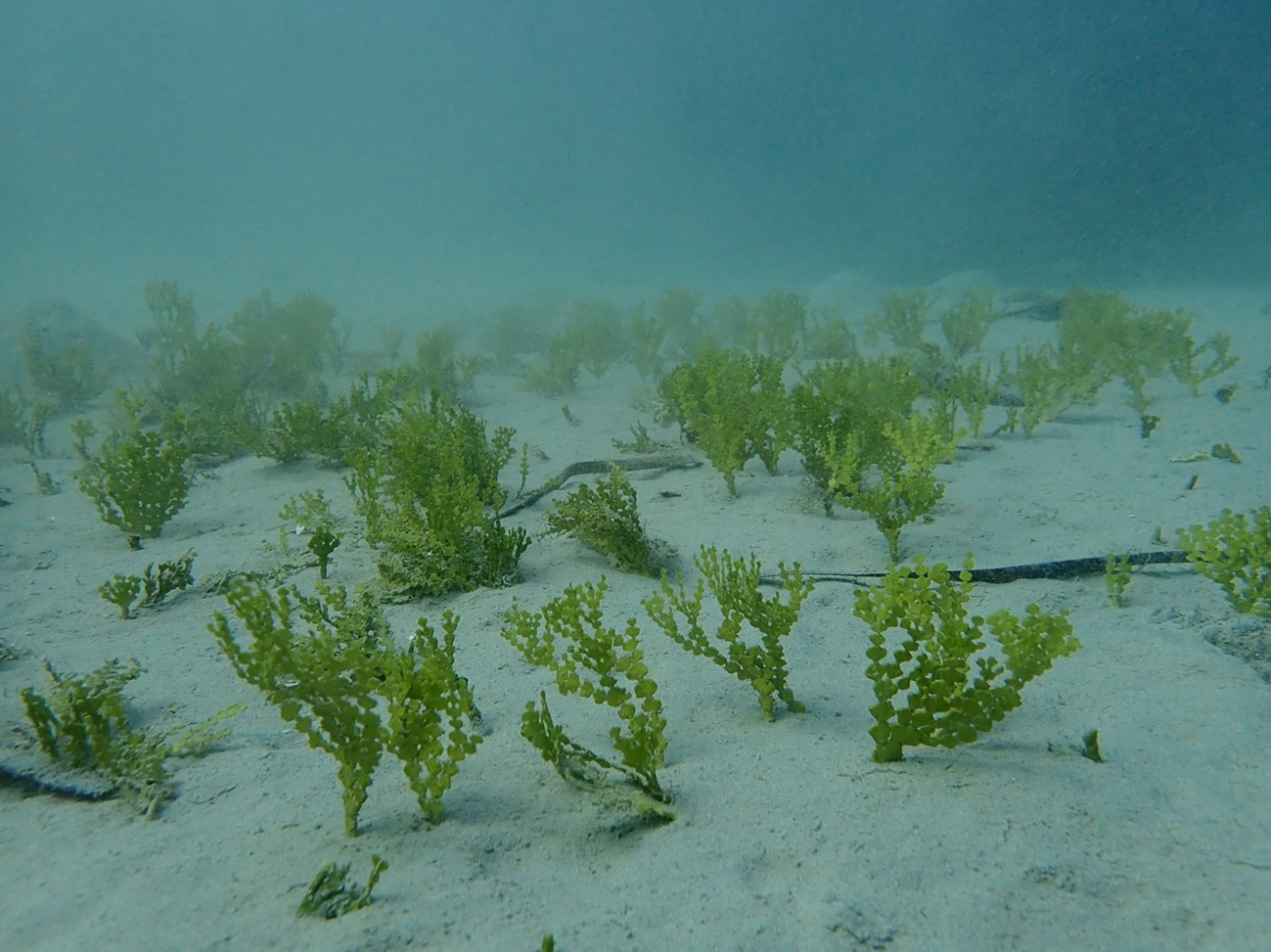 Segons un estudi liderat per l'Institut Mediterrani d’Estudis Avançats (IMEDEA-CSIC-UIB), els macròfits marins al·lòctons d'origen tropical s'han estès amb més velocitat que els d'origen temperat en els dos darrers segles