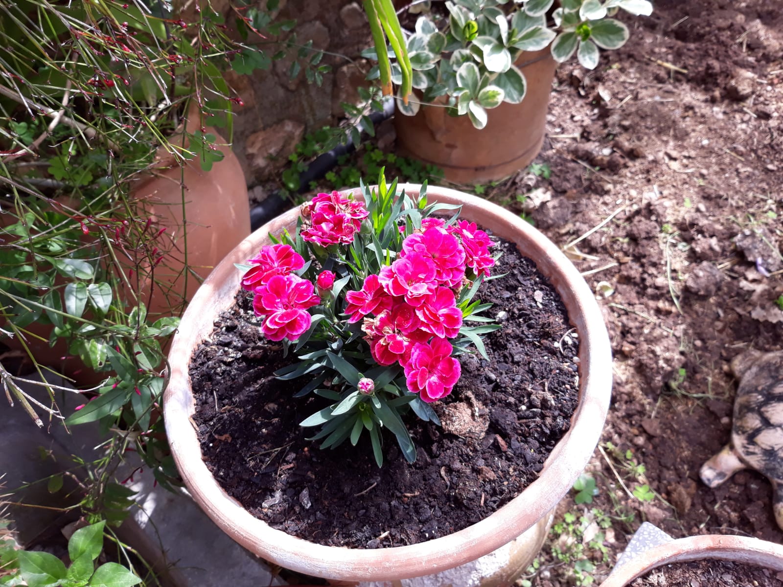 La flor més gentil, la clavellina d'abril