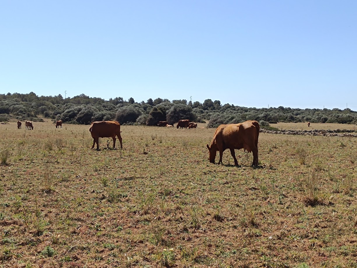 El Consell de Menorca reserva 30.000 euros per a les associacions de ramaders pel foment de les races autòctones