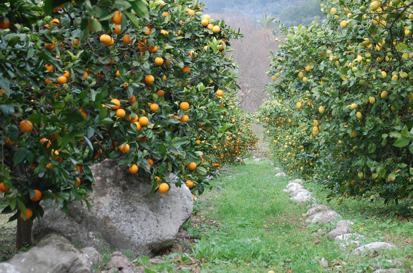 El Consell habilita 600.000 euros en ajudes per evitar que l'agricultura s'abandoni a la Serra