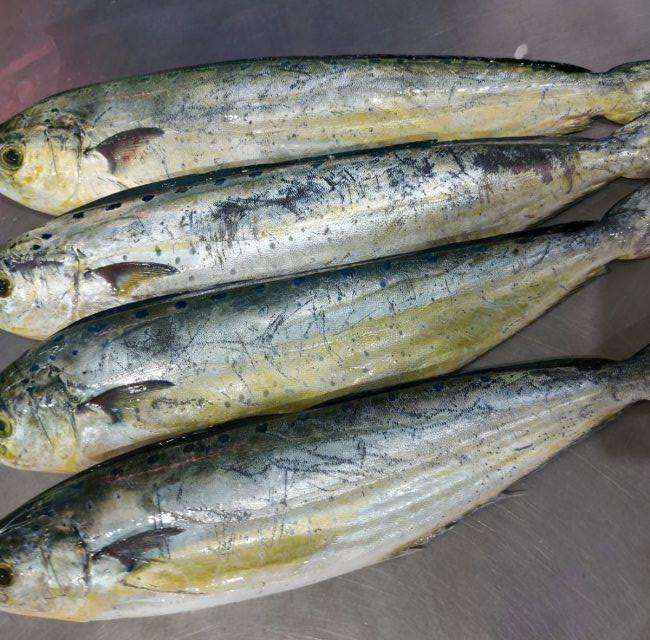 Fins a 35 barques començaran dilluns a pescar llampuga