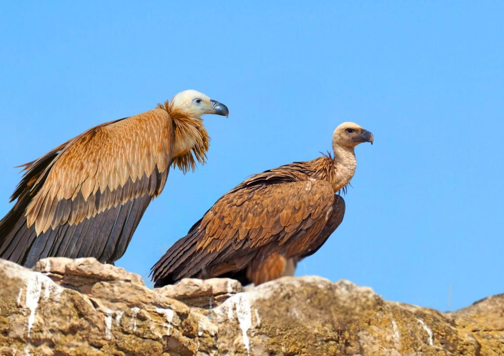 El passat 10 d’octubre es varen alliberar dos voltors lleonats (Gyps fulvus) a la Serra de Tramuntana, en una acció conjunta entre la Fundació Vida Silvestre Mediterrània (FVSM), el Consorci per a la Recuperació de la Fauna de les Illes Balears (COFIB) i el Servei de Protecció d’Espècies de la Conselleria dAgricultura, Pesca i Medi Natural. El primer voltor va ser trobat a Sa Pobla amb una intoxicació greu per plom, mentre que el segon és un voltor lleonat silvestre que, després de ser sotmès a una revisió, va ser alliberat en comprovar el seu bon estat de salut. El voltor lleonat té el seu hàbitat natural a la Serra de Tramuntana. Es tracta d’una au protegida.