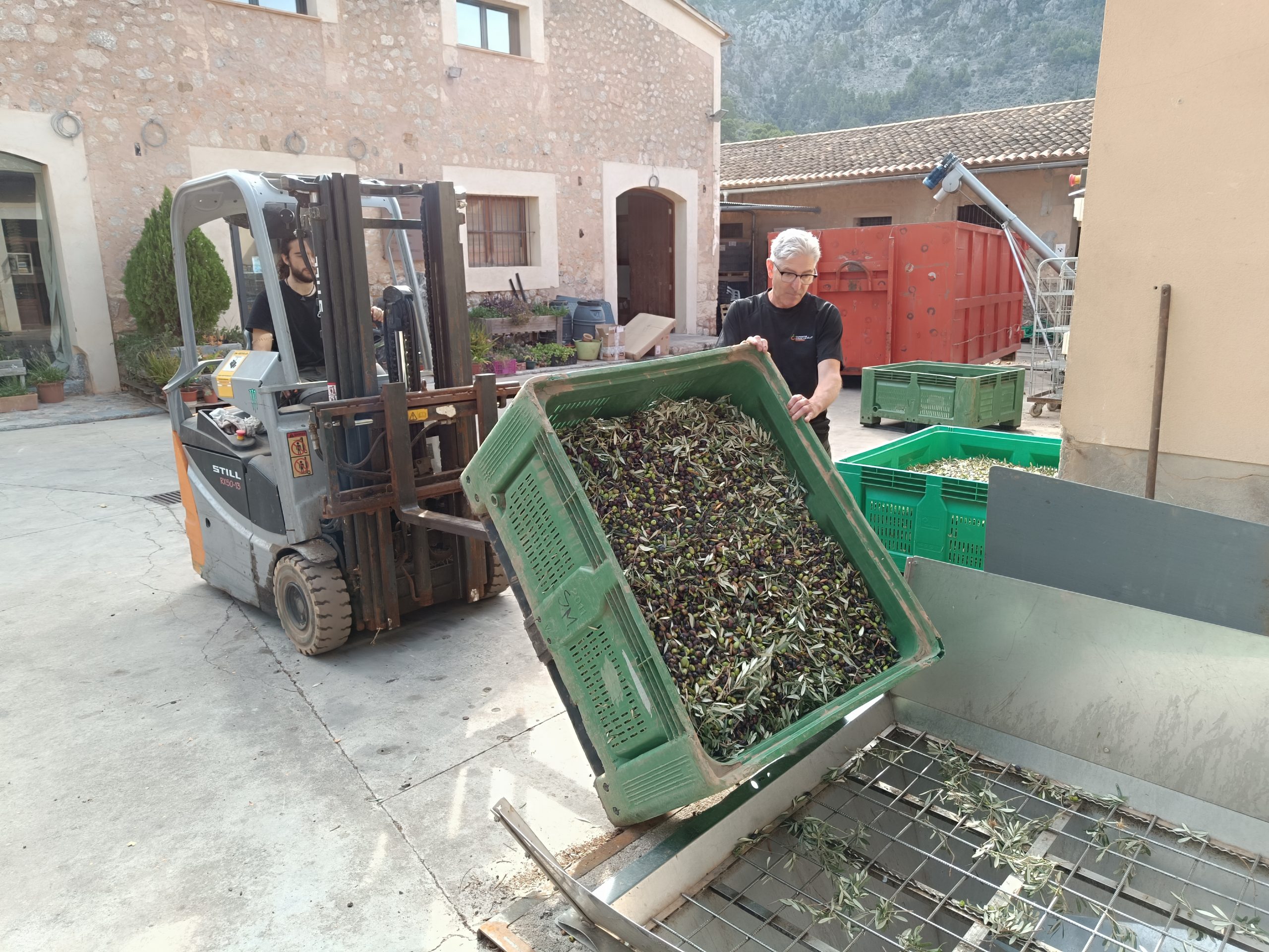 El Govern declara la crisi productiva de l'oliva. La producció ha caigut un 78%