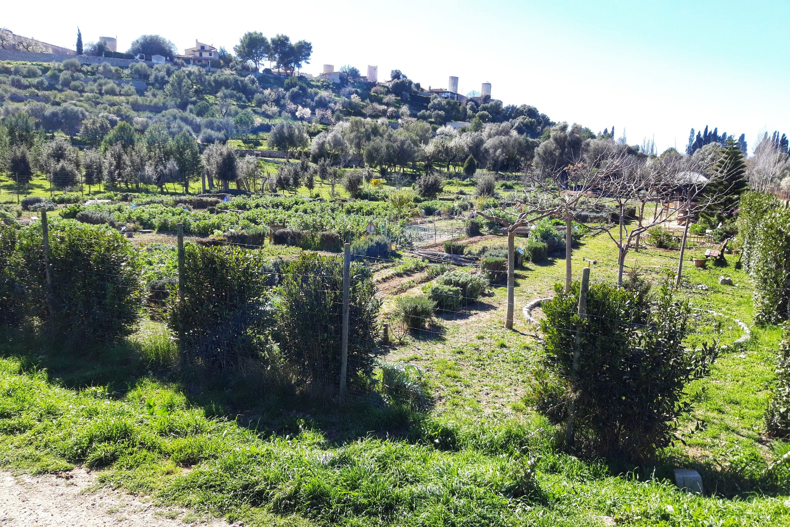 Inca actualitza el reglament per agilitzar l’accés als Horts Urbans municipals