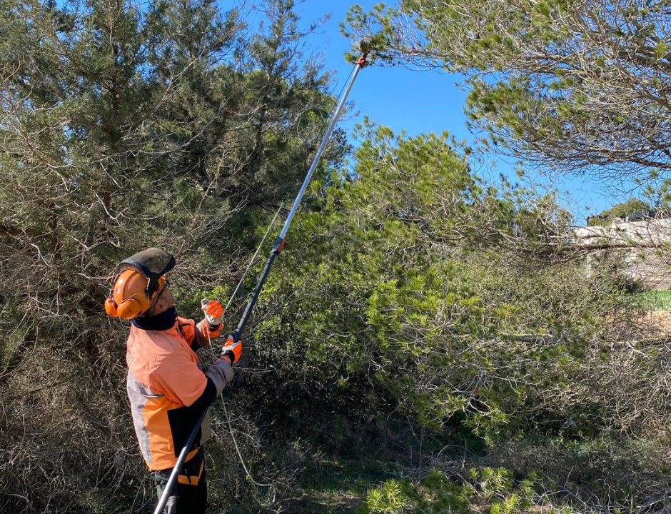 El Consell de Formentera, a través de la conselleria de Medi Ambient, ha iniciat una nova campanya per a la retirada de bosses de processionària, una plaga que afecta els pins de l’illa. L’actuació es durà a terme durant quaranta jornades amb la contractació de dos operaris. Per eliminar les bosses situades en les parts més altes dels arbres, el Consell disposa de 2.000 cartutxos i compta amb la col·laboració dels caçadors locals. A més, posa a disposició de la ciutadania tisores telescòpiques per tallar les bosses fins a una altura de cinc o sis metres, que es poden sol·licitar gratuïtament a l'àrea de Medi Ambient. Com a novetat, enguany s’han instal·lat 1.132 trampes "G" amb feromones específiques per capturar els mascles de la papallona de la processionària. Les trampes han registrat 8.104 captures en tres revisions. A més, durant la tardor s’han aplicat tractaments aeris sobre 5.783 hectàrees, utilitzant més de 20.000 litres de producte. El Consell també ha reforçat els tractaments d’endoteràpia en pinedes municipals sensibles, com parcs infantils, escoles i zones de gran afluència. A mode de prova, s’instal·laran trampes en forma d’anell al voltant dels troncs per capturar les erugues. La consellera de Medi Ambient, Verònica Castelló, ha destacat la necessitat de mantenir les actuacions per combatre la plaga i ha valorat positivament el compromís del Govern Balear en la lluita contra la processionària. "Encara estem lluny d’eradicar-la, però els tractaments aeris han demostrat ser efectius per reduir-ne la incidència", ha afirmat.