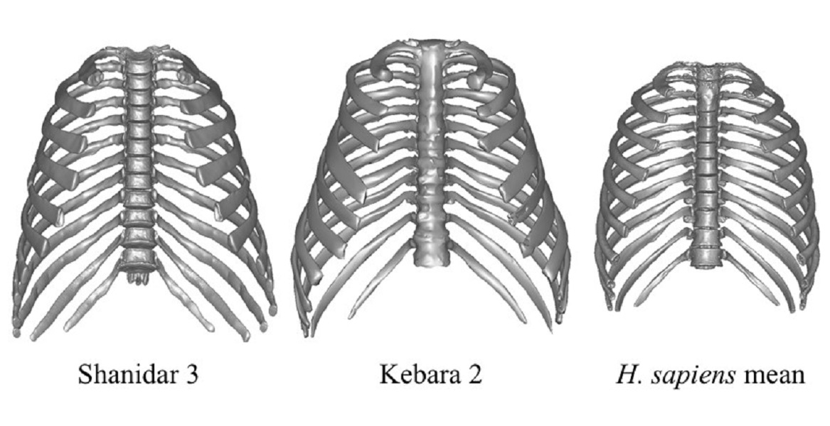 L'enigma del tòrax neandertal: més enllà de l'adaptació al fred
