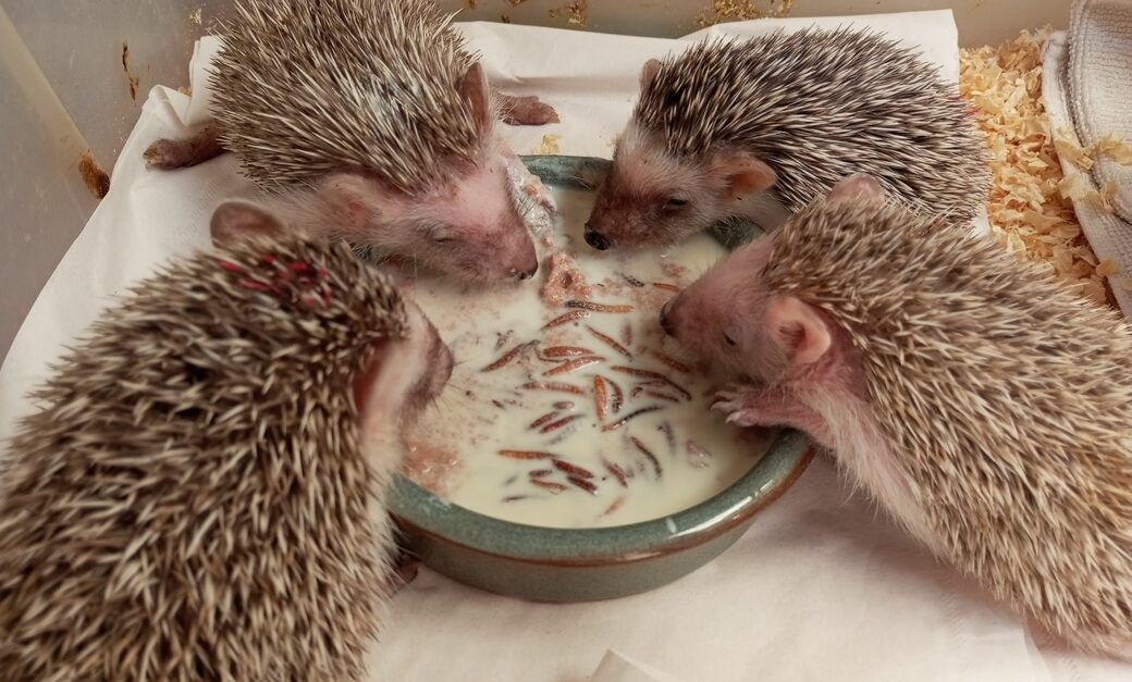 El Centre de Recuperació de Fauna Silvestre de Menorca atén 1.300 animals durant 2024