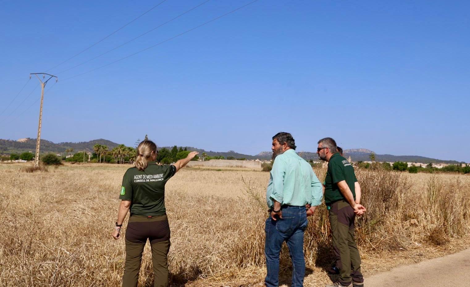 El Consell allarga la caça del tudó i el colom pels perjudicis que causen a fora vila