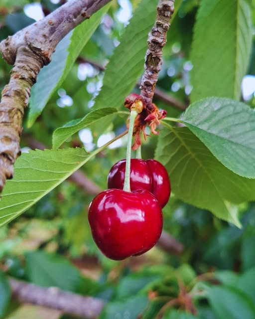 La picota del Jerte: un petit tresor gustatiu i nutricional amb segell de qualitat