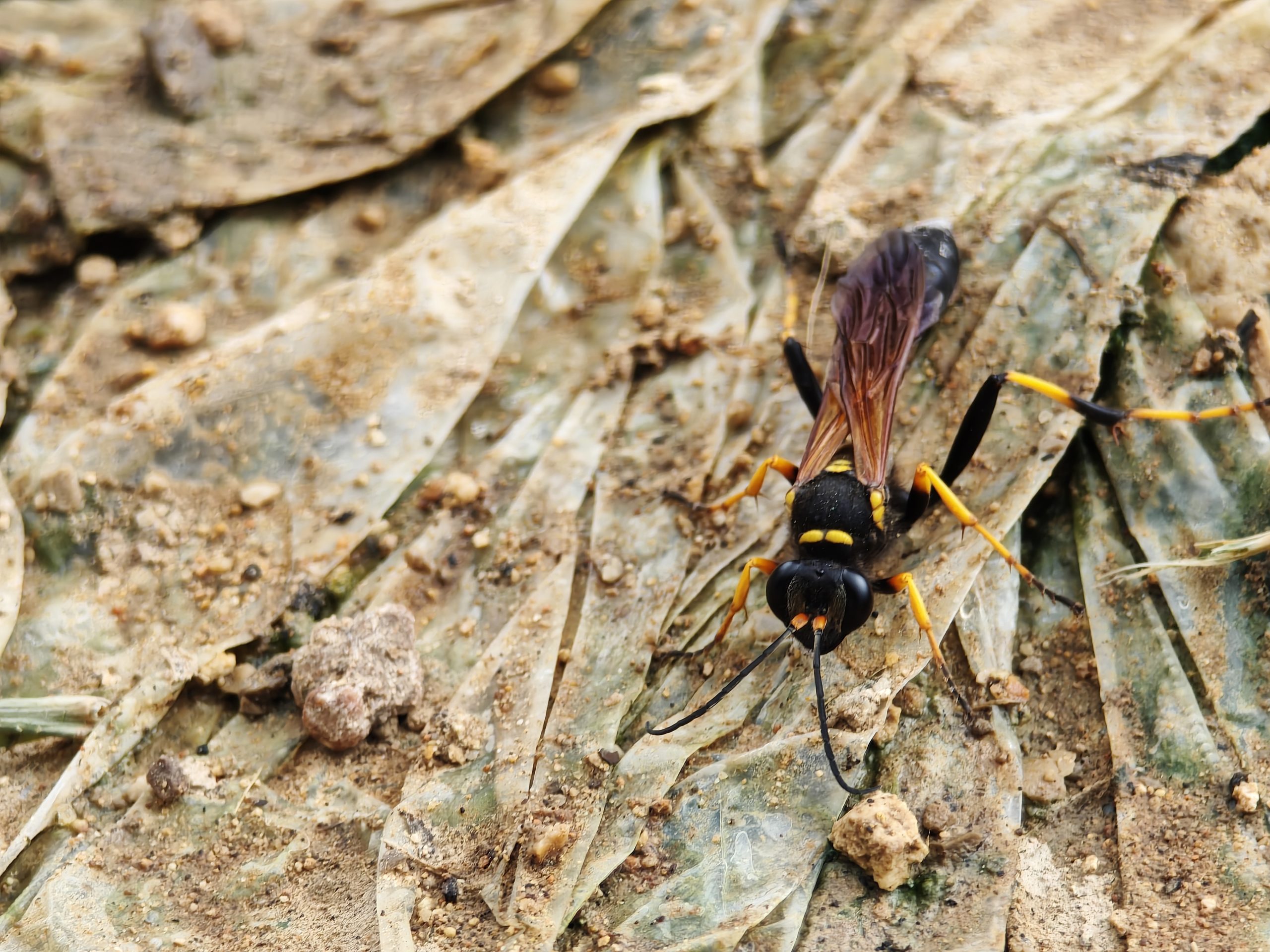 Les xarxes socials, clau en el descobriment de dues noves espècies de vespes exòtiques a les Balears